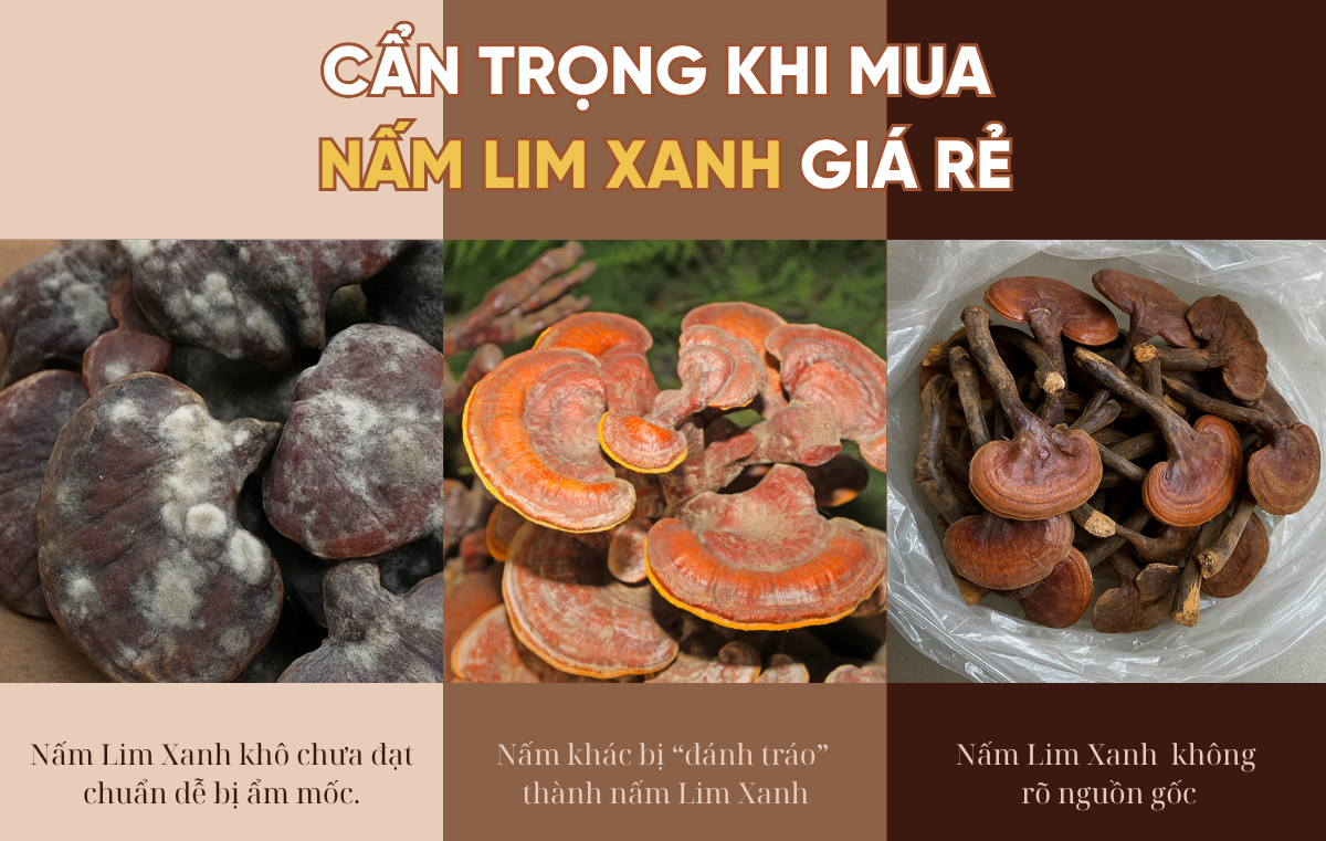 nấm lim xanh chuẩn nấm lim xanh rừng tự nhiên